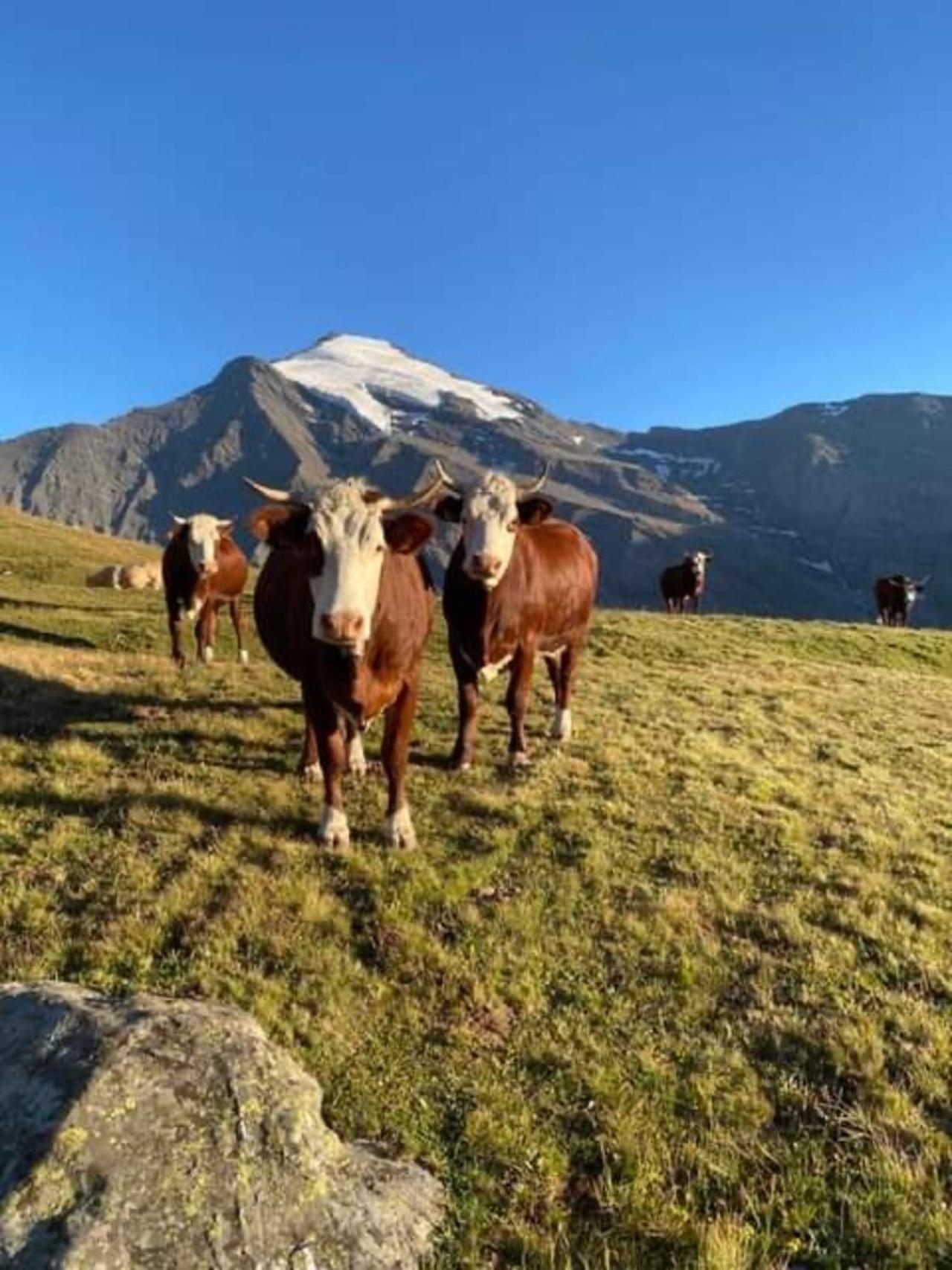 "L'Ancolie" Appartement De Charme 4 Personnes A Val Cenis Termignon Bagian luar foto